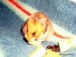hamster adopcion sofia